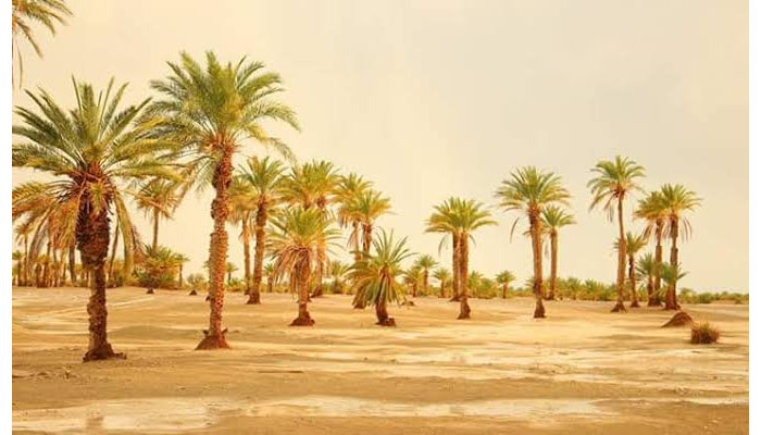 ماشکیل زند ئنا بنماسی آسراتی تیان دو ارفوک