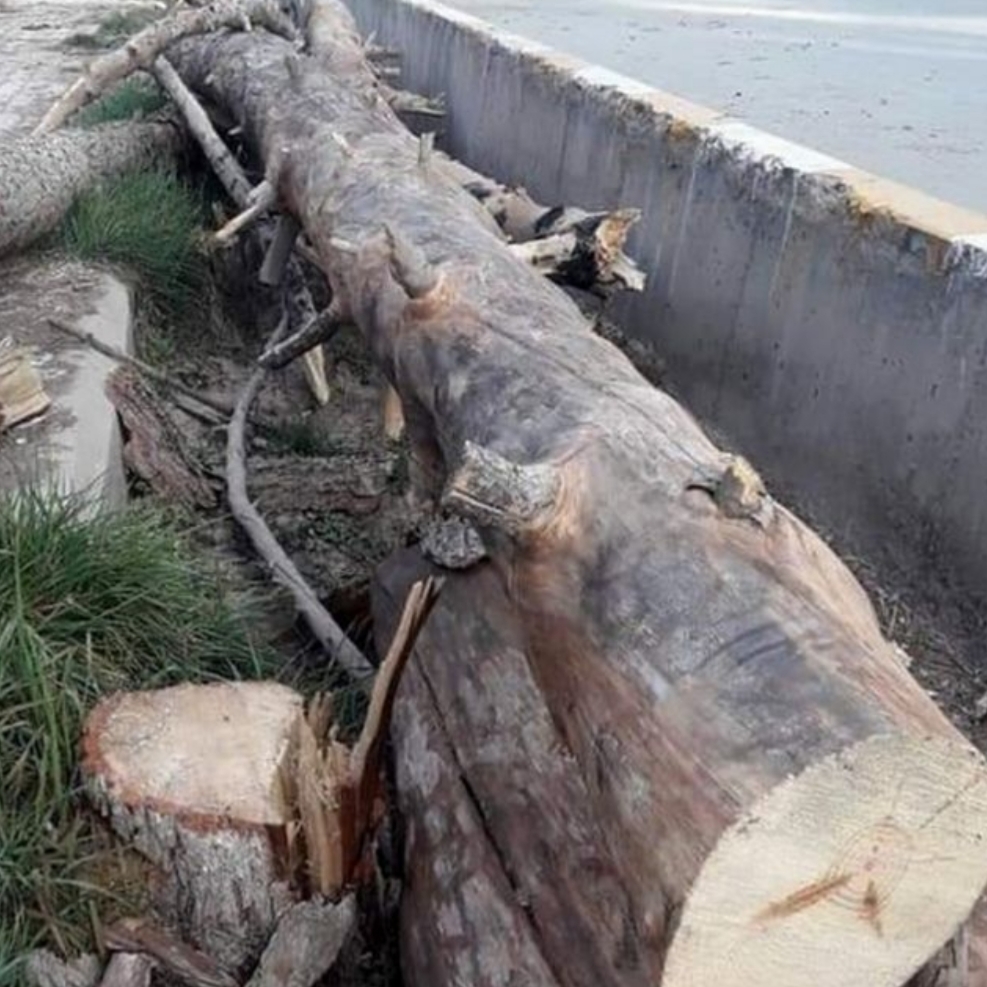 کوئٹہ: درخت آتے گُڈنگ آ اسہ کروڑ 25 لکھ رپئی ڈنڈ